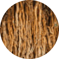 টংকাট আলী (Eurycoma longifolia) মূল — Nuprep Lelaki-র প্রধান উপাদান